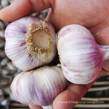 China Chinese Best Fresh Natural Garlic Price